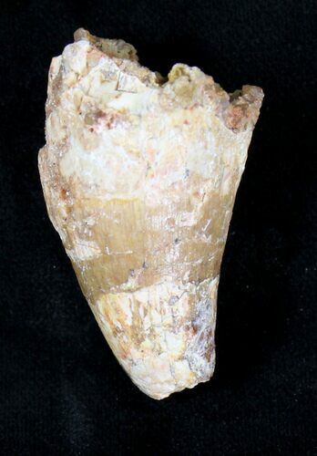 Large Cretaceous Fossil Crocodile Tooth - Morocco #19119